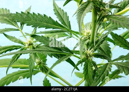 Cannabispflanze, fast reif für die Ernte, mit weißen Stigmen und Trichomen, die anfangen, Marihuana anzubauen, auf einem blauen Rücken Stockfoto