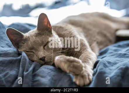 Nahaufnahme einer älteren russischen Blauen Katze, die auf dem blauen Bett schläft Stockfoto