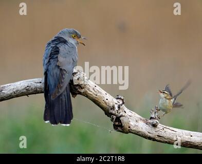 Sedge-Waldsänger Verteidigung Gebiet von männlichen Kuckuck Stockfoto