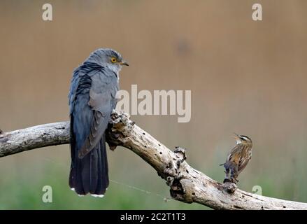 Sedge-Waldsänger Verteidigung Gebiet von männlichen Kuckuck Stockfoto