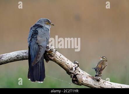 Sedge-Waldsänger Verteidigung Gebiet von männlichen Kuckuck Stockfoto