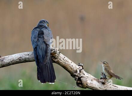 Sedge-Waldsänger Verteidigung Gebiet von männlichen Kuckuck Stockfoto