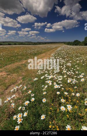 Ein Feld mit blühenden Gänseblümchen im ländlichen Norden Norfolk. Stockfoto