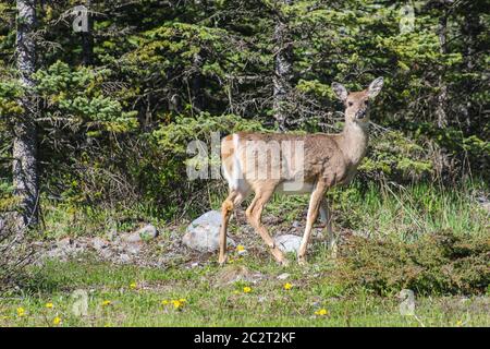 Ein Hirsch in der Nähe eines Pinienwaldes im Jasper National Park, Alberta, Kanada Stockfoto