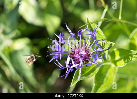 Honigbiene in Bewegung, fliegen in Richtung einer Mountain Bluet Blume (Centaurea montana) im Garten. Stockfoto