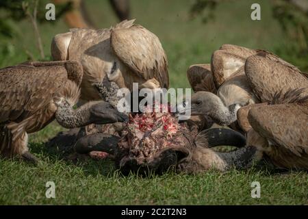 In der Nähe von white-backed Geier das Kauen auf Aas Stockfoto