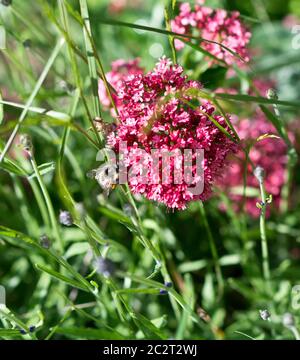 Honigbiene, apis mellifera, Besuch einer blühenden roten Baldrian (Centranthus ruber) Blume im Garten. Stockfoto