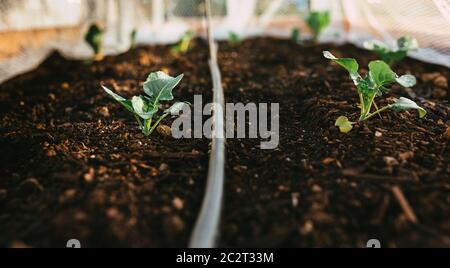 Natürliche bewässerte Garten Broccoli mit Wasser auf Blättern wachsen Stockfoto