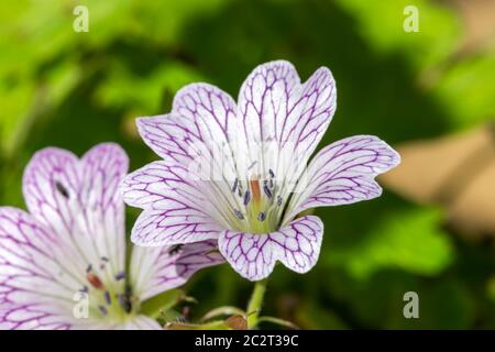 Geranium x oxonianum 'Lace Time' eine lila rosa krautige mehrjährige Frühling Sommer Blume Pflanze allgemein als Cranesbill bekannt Stockfoto