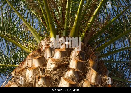 Kanarische Dattelpalme (Phoenix canariensis) auf La Palma, Kanarische Inseln Stockfoto