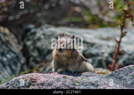 Ein kleines süßes Eichhörnchen auf Felsen in Alberta, Kanada