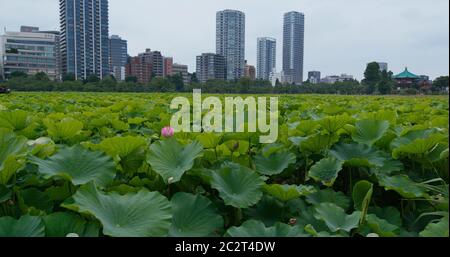 Tokio, Japan - 25. Juni 2019: Ueno-Park mit Lotusteich Stockfoto