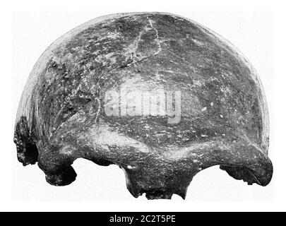 Cranium Neandertaler, Vintage gravierte Illustration. Aus dem Universum und der Menschheit, 1910. Stockfoto