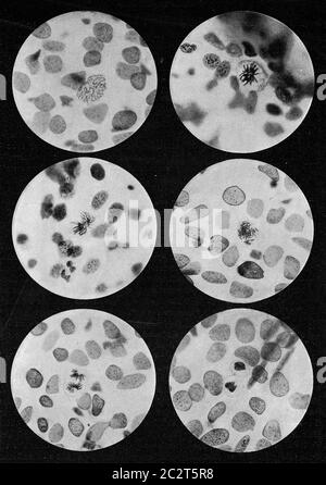 Sechs Stufen der Teilung einer Kiemenlamellazelle der gefleckten Salamander-Larve, Vintage gravierte Illustration. Aus dem Universum und der Menschheit, 1910. Stockfoto