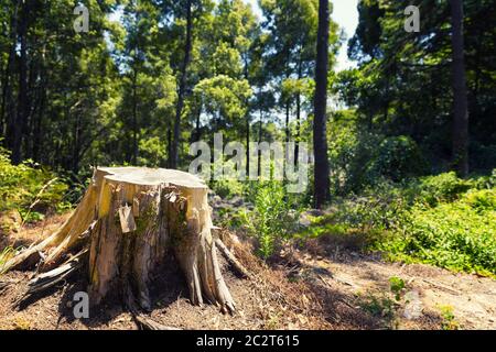 Großer Stumpf im Sommer grünen Wald Stockfoto