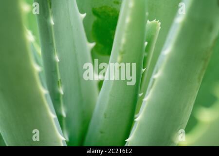 Nahaufnahme der Aloe Vera Pflanze, Vollbild. Stockfoto