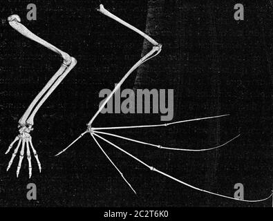 Skelett des Armes eines Affen und einer Fledermaus, Vintage gravierte Illustration. Aus dem Universum und der Menschheit, 1910. Stockfoto