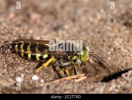 Große rotative Wespe Bembix rostrata auf der Sandhausener Düne Stockfoto