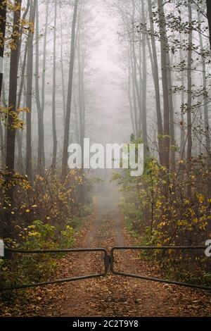 Kiefernwald. Morgen in der Natur. Stockfoto