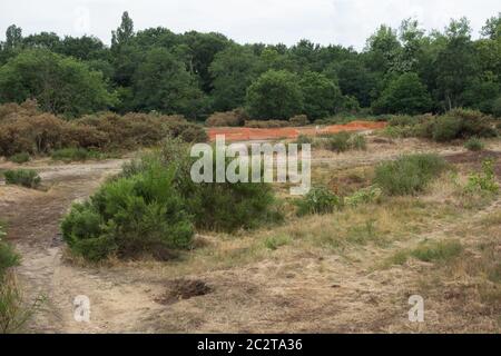 Erhaltungsmaßnahmen für Barnes Common, um die Zerstörung von Tieflandsauergrasland zu stoppen, London, Großbritannien Stockfoto