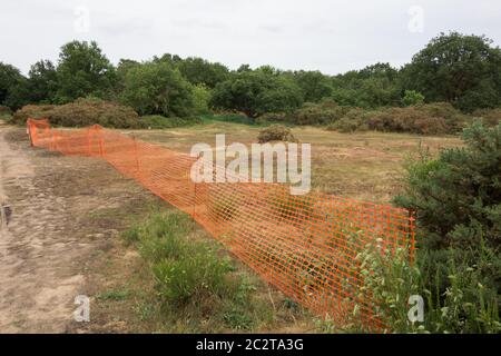 Erhaltungsmaßnahmen für Barnes Common, um die Zerstörung von Tieflandsauergrasland zu stoppen, London, Großbritannien Stockfoto