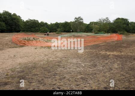 Erhaltungsmaßnahmen für Barnes Common, um die Zerstörung von Tieflandsauergrasland zu stoppen, London, Großbritannien Stockfoto