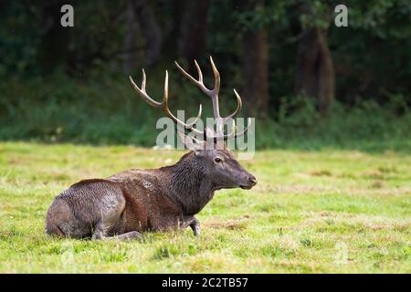 Rotwild im Schlamm auf dem Boden liegend in der Wüste bedeckt. Rotwild, Cervus elaphus Entspannen in ruhiger Natur. Stockfoto