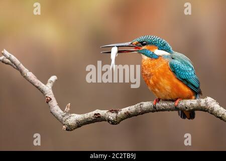 Eine Eisfischerin, alcedo atthis, sitzt auf einem Barsch über dem Wasser, trägt ihr frisch gefangenes Essen in der Mitte im Mund und schaut zu t Stockfoto