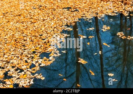 Getrocknete herbstliche gefallene Eichenblätter, die an sonnigen Tagen auf der Oberfläche des Wasserteich oder Sees im malerischen Park oder Wald schweben. Fallen goldenes Laub mit Stockfoto