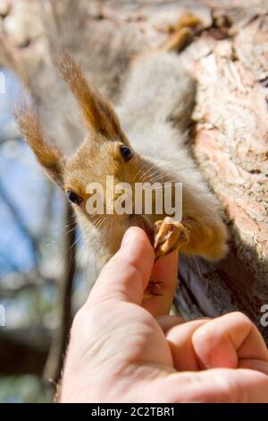 Eichhörnchen füttern Stockfoto