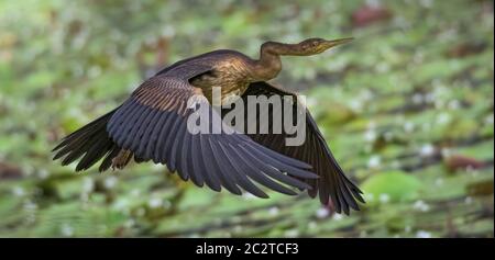 Schlangenvogel Fliegt Über Wasser Stockfoto