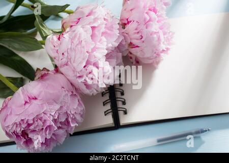 Drei frisch blühende rosa Pfingstrosen liegen auf einem weißen offenen Notizbuch. Platz für Text. Liste „To Do“. Bildungskonzept Stockfoto