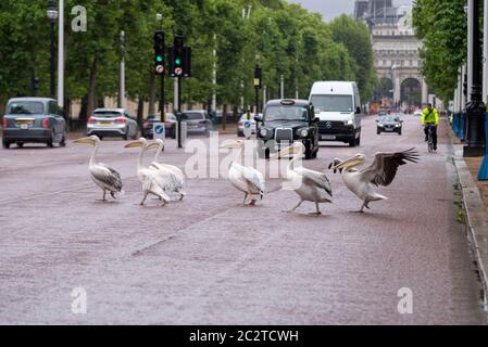 Westminster, London, Großbritannien. Juni 2020. Die Pelikane, die im St. James's Park leben, beschlossen, einen Spaziergang über die Mall zu machen und den Verkehr zu stoppen. Gehen Sie auf der Straße. Parkwächter mussten sie zurückbringen Stockfoto