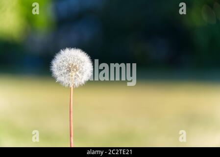 Einsamer weißer Löwenzahn auf einem Hintergrund von Bokeh Land als Symbol des Sommers. Ökologie Konzept. Selektiver Fokus. Stockfoto