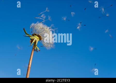 Einsamer weißer Löwenzahn auf blauem Himmel als Symbol der Wiedergeburt oder des Beginns eines neuen Lebens. Ökologie-Konzept. Selektiver Fokus. Stockfoto