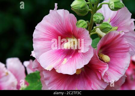 Alcea rosea - gewöhnlicher Hollyhock in einem Park in köln im Sommer Stockfoto