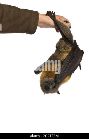Obstfledermaus (fliegender Fuchs), die kopfüber auf weißem Hintergrund hängt. Stockfoto