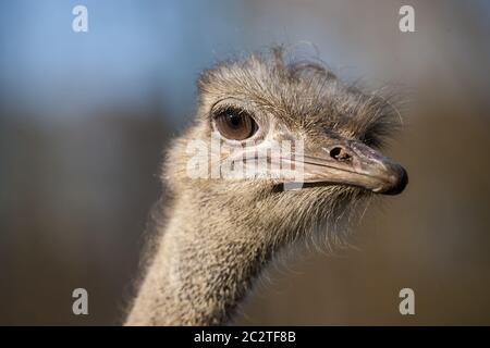 Straußenportrait (Struthionidae) Stockfoto