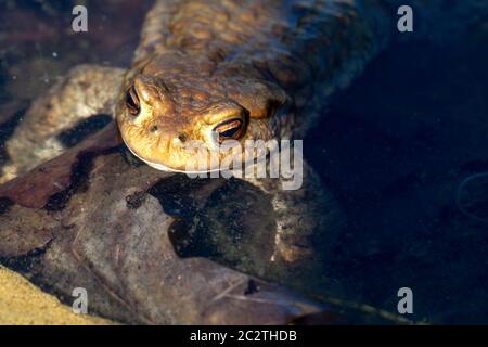 Nahaufnahme junger kleiner brauner Froschkopf in Wasserdetails Stockfoto