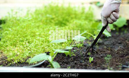 Der Bauer jäten die Sämlinge von Gurken. Pflege der Sämlinge im Garten. Landwirtschaft im Gewächshaus. Life-Konzept Stockfoto