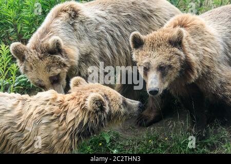 Drei europäische oder eurasische Braunbären (ursus arctos arctos) huddeln spielerisch im Gras zusammen Stockfoto