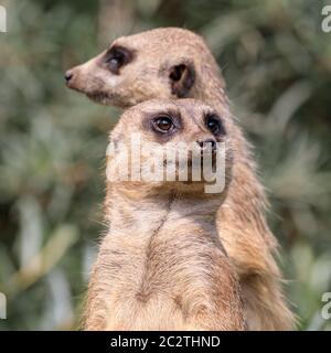 Zwei Erdmännchen (Suricata suricatta) wachen auf, um die Gruppe zu schützen und zu bewachen Stockfoto