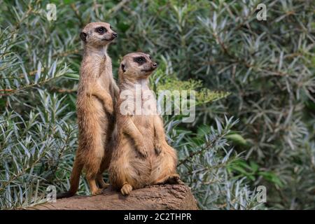 Zwei Erdmännchen (Suricata suricatta) wachen auf, um die Gruppe zu schützen und zu bewachen Stockfoto