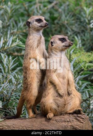 Zwei Erdmännchen (Suricata suricatta) wachen auf, um die Gruppe zu schützen und zu bewachen Stockfoto