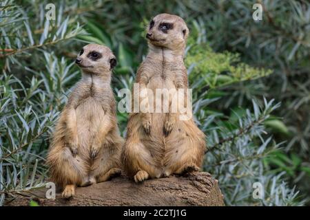 Zwei Erdmännchen (Suricata suricatta) wachen auf, um die Gruppe zu schützen und zu bewachen Stockfoto