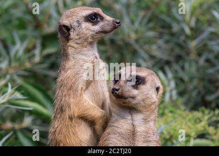 Zwei Erdmännchen (Suricata suricatta) wachen auf, um die Gruppe zu schützen und zu bewachen Stockfoto