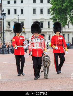 Domhnall, der irische Wolfhound, offizielles Maskottchen und Mitglied der irischen Garde, bei der Colonel's Review of Trooping the Color Parade, London Stockfoto