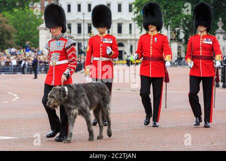 Domhnall, der irische Wolfhound, offizielles Maskottchen und Mitglied der irischen Garde, bei der Colonel's Review of Trooping the Color Parade, London Stockfoto