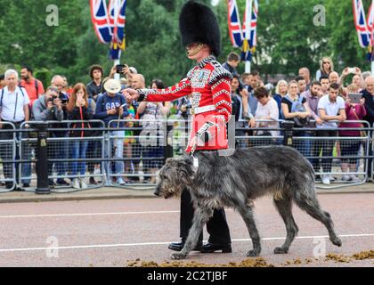 Domhnall, der irische Wolfhound, offizielles Maskottchen und Mitglied der irischen Garde, bei der Colonel's Review of Trooping the Color Parade, London Stockfoto