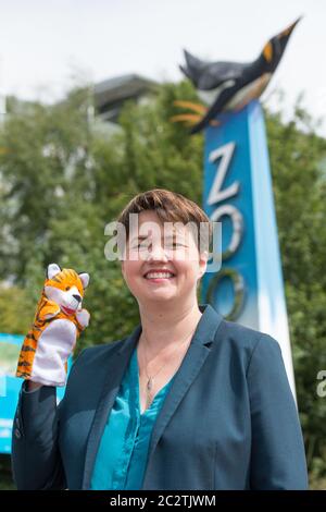 Edinburgh, Schottland, Großbritannien. Juni 2020. Im Bild: Ruth Davidson MSP - ehemalige Leiterin des schottischen Konservativen und Unionisten Paary, sah eine Kampagne auf den Stufen des Zoos mit Plakaten und Tierpuppen für die sichere Wiedereröffnung des Edinburgh Zoos als Teil der Phase 2 Lockerung der Sperrbeschränkungen. Quelle: Colin Fisher/Alamy Live News Stockfoto